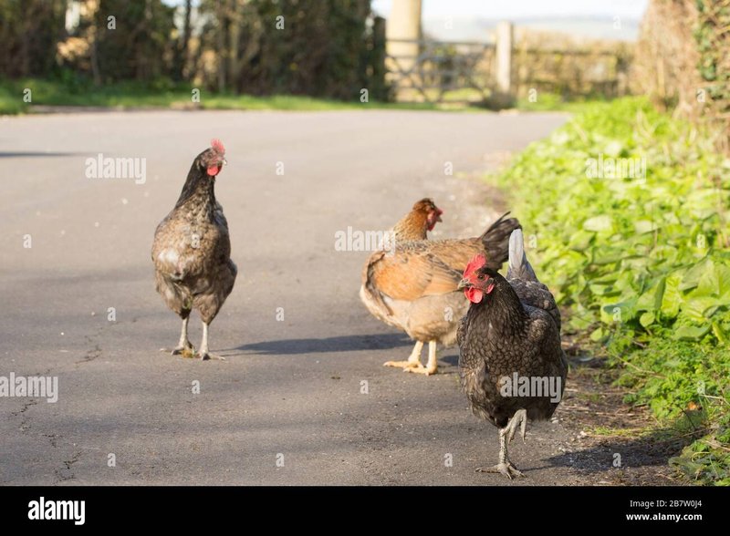 Het Sensatievolle Chicken Road Gokspel is Nu Beschikbaar in Nederland - overview